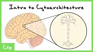 Introduction To Cytoarchitecture Brodmann AreasMap  Clip [upl. by Latini]