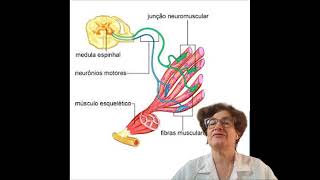 resposta questão tetraplegia flácida [upl. by Linet]