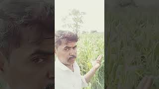 शेतकरीbrand shetkaribrand farming youtubeshorts [upl. by Galan]