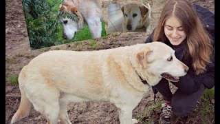 Pet sitting Truffe labrador [upl. by Aihcrop]