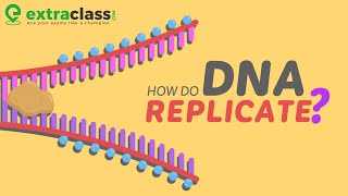 DNA replication  Class 12 CBSE Biology  Extraclasscom [upl. by Bianchi]