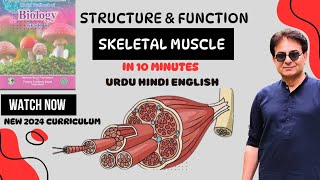 Structure of Skeletal Muscle  Sarcomere  Muscle Fibers  Biology II  Urdu Hindi English2024 [upl. by Lytle]