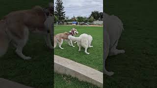 Colin Meets Dogs At The Park maremma sheepdog dogpark doglover dogs dogsitter puppy happydog [upl. by Acim]