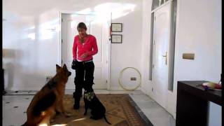 How to Teach Your Dog to Bark on Cue [upl. by Coppola]