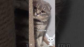 Las raza de gatos mas caro videoviral gata gatitogatito humormemes sabiasque scottishfold🥰 [upl. by Mihcaoj700]