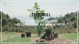 TUTORIEL  Comment planter un citronnier en pleine terre [upl. by Kennett]