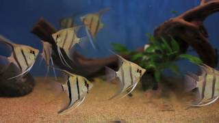 Pterophyllum scalare var “Dantum” en My Fish Room [upl. by Beatrix]