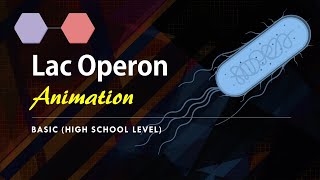 Lac Operon Basic Animation  Gene regulation in Prokaryotes [upl. by Ecnaled]