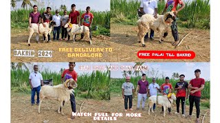 Star Sheep and Goat Farm  9341238870  Amingad Sheep for sale amingadtagaru bakridspecial [upl. by Aubrette]