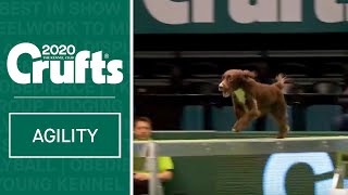 Agility  Championship Round 2  Medium Agility  Crufts 2020 [upl. by Tewfik]