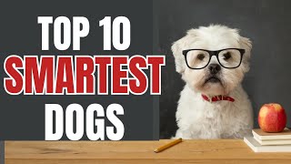 TOP 10 Smartest Dogs in the World [upl. by Colt306]