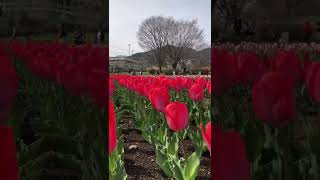 【戸川公園】🌷🌷🌷沢山咲いてます🌷🌷🌷チューリップ戸川公園大塚愛 [upl. by Okeim]