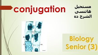 ثانويه عامه conjugation in spirogyra 3rd secondary [upl. by Schoof]