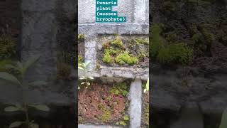 bryophyte example funaria mosses [upl. by Tamiko]