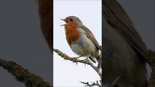 European Robin Erithacus rubecula happily singing birds [upl. by Rbma37]