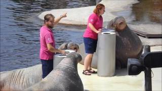 Walrussen in het Dolfinarium [upl. by Erastus492]