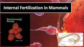 INTERNALFERTILIZATION IN MAMMALS GILBERT DEV BIOLOGYSHORT NOTESSCIENCE PPT WORLD [upl. by Abel]