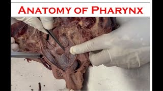 Anatomy of Pharynx [upl. by Roskes397]