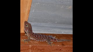 Tokay Gecko sounds [upl. by Hamian]