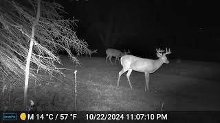 Orchardside Trail Cam Oct 2226 2024 [upl. by Hsatan]