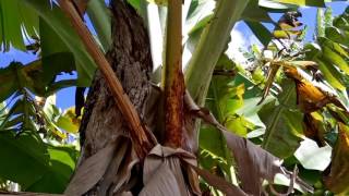 Tawny Frogmouth bird of pray in the Banana plantation NSW Australia [upl. by Odanref384]