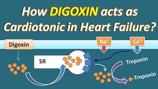 How Digoxin acts as Cardiotonic in Heart Failure [upl. by Kciderf478]