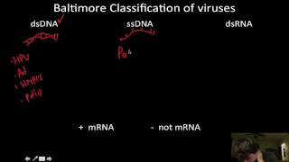 Viruses Baltimore classification [upl. by Naik]