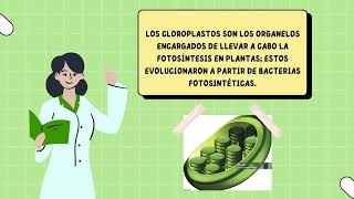 función de las mitocondrias y cloroplastos por el equipo número 1 de biología celular 2B unach [upl. by Belle]