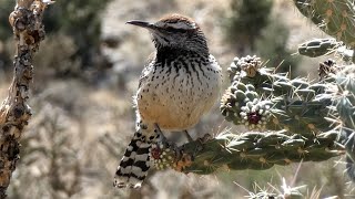 Cactus Wren Bird  Call and Nest [upl. by Hertha]