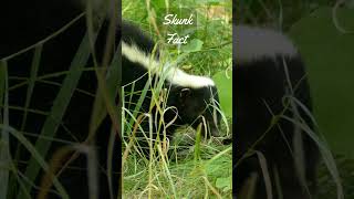 3 Skunks Facts  Skunks Stinky SnakeEating Omnivores [upl. by Tice]