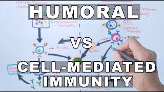 Humoral and Cell Mediated Immunity [upl. by Ahsitan]