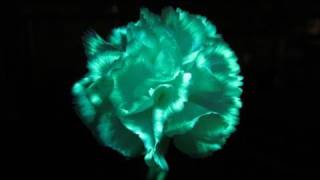 Make Flowers Glow In The Dark with highlighter fluid and UV light [upl. by Yekcaj]