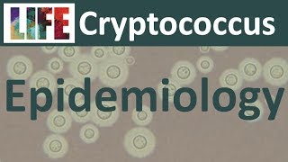 Epidemiology of cryptococcosis [upl. by Asiela579]