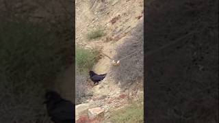 Peregrine falcon vs Crow peregrinefalcon wildlife shorts viralvideo [upl. by Felix]