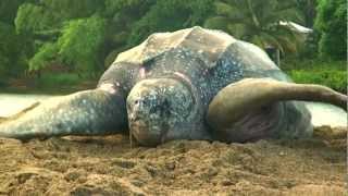 Sea Turtle Nesting Video [upl. by Trimble383]