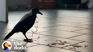 Magpie Asks Couple For Help  The Dodo [upl. by Okin]