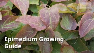 Epimedium Growing Guide [upl. by Cressy]