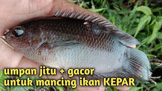 UMPAN MANCING IKAN KEPAR PALING JITU DAN GACOR  Strike bertubitubi mancing ikan kepar air hitam [upl. by Accalia]