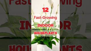 FastGrowing Indoor Plants🪴🍃 indoorplants plants shorts tips ideas houseplants [upl. by Nedra929]