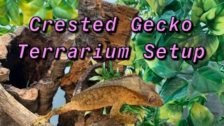 How to Setup a Crested Gecko Terrarium For Beginners [upl. by Gregory789]