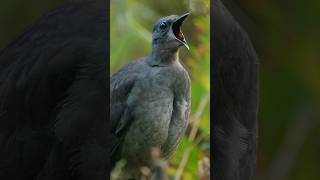 Lyrebird Amazing sound effect shortsfeed birds viralshors [upl. by Epillihp]