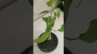 Черимойя  Annona cherimola music newmusic artist bonsai хобби flower природа [upl. by Caritta525]