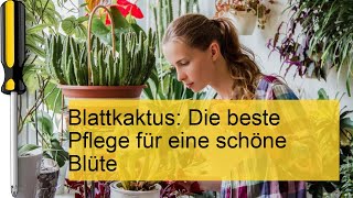 Blattkaktus Pflege So blüht er prächtig und gesund [upl. by Lawan]