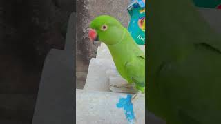 parrot parrottalking parrotlover birds funny ytshorts talkingparot petbird [upl. by Mmada958]