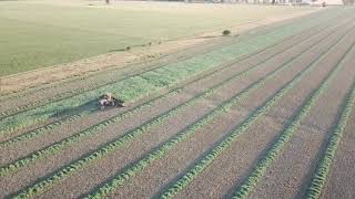 Brooks Contracting windrowing canola [upl. by Nytram97]