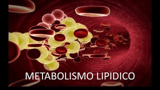 COMO FUNCIONA METABOLISMO LIPIDICO [upl. by Asiulana]