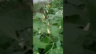 Enga vittu Maadi Thottam backyardgardening healthygarden healthyfood healthygardening [upl. by Anyrtak]