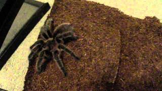 Grammostola rosea care sheet video [upl. by Ratha]