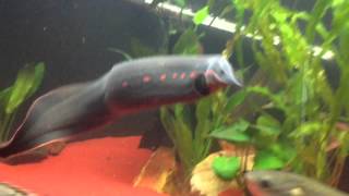 Predator Community Tank Bichirs Gar Eels Arowana Knifefish [upl. by Nolyak]