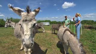 ZDFFernsehgarten 22052022  Tierisch gut  Ganze Show [upl. by Beuthel]